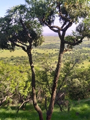 Cussonia paniculata
