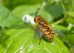 Parhelophilus