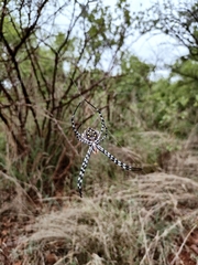 Argiope