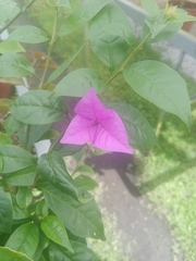 Bougainvillea glabra