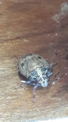 Antiteuchus tripterus