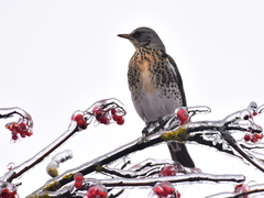 Turdus pilaris