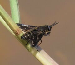 Chrysops