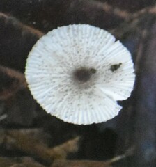 Leucocoprinus brebissonii