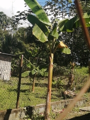 Musa