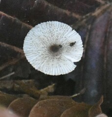 Leucocoprinus brebissonii