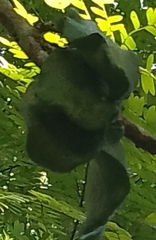 Auricularia polytricha