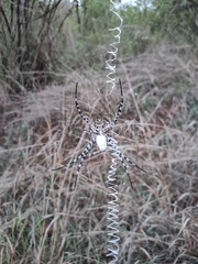 Argiope