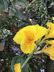 Canna × generalis
