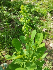 Crotalaria spectabilis