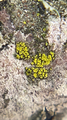 Candelariella xanthostigmoides