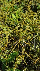 Cassytha filiformis