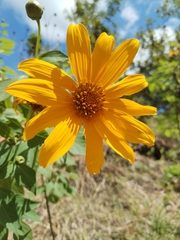 Tithonia diversifolia