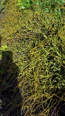 Cassytha filiformis