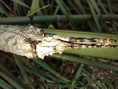 Cymatomera denticollis