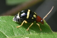 Gynandrobrotica lepida