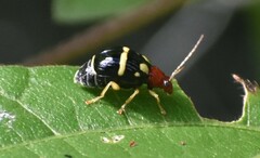 Gynandrobrotica lepida