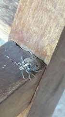 Antiteuchus tripterus