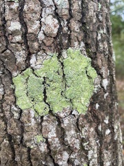 Pertusaria sinusmexicani
