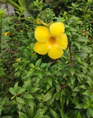 Allamanda