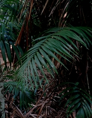 Arecaceae