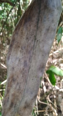 Bartheletia paradoxa