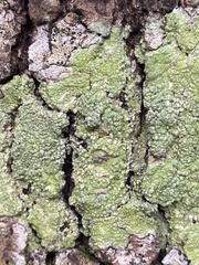 Pertusaria sinusmexicani