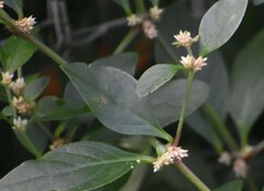 Alternanthera ficoidea