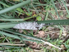 Cymatomera denticollis