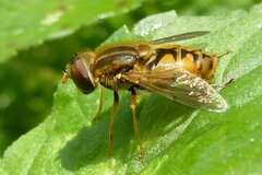 Parhelophilus