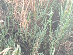 Salicornieae