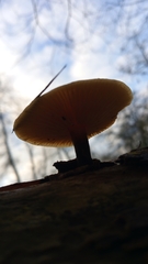 Flammulina velutipes