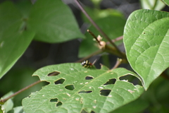 Gynandrobrotica lepida