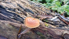 Flammulina velutipes