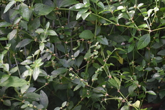 Alternanthera ficoidea