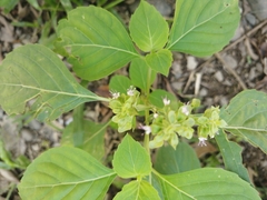 Ocimum