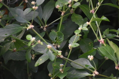 Alternanthera ficoidea