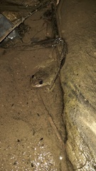 Limnonectes kuhlii