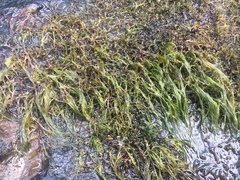 Podostemum ceratophyllum