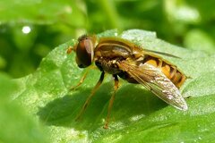 Parhelophilus