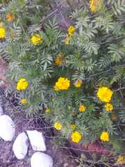 Tagetes