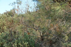 Pinus sabiniana