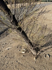 Magnoliopsida
