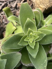 Crassula capitella nodulosa