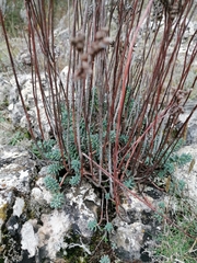 Petrosedum