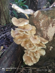 Pleurotus pulmonarius