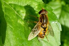 Parhelophilus