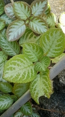 Episcia