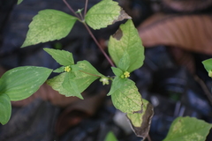 Millerieae