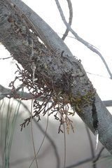 Arceuthobium campylopodum